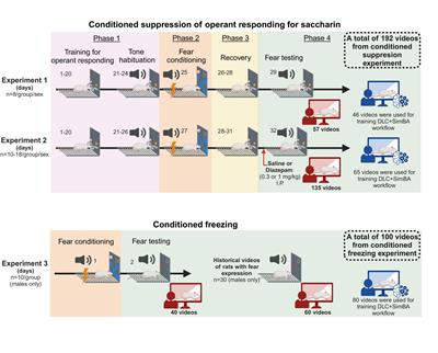 Comprehensive ethological analysis of fear expression in rats using DeepLabCut and SimBA machine learning model